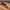 Beef Tenderloin 1 lb. Package approximate