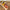This assortment is a collection of some of our favorites. Includes: 16 oz. of Pork & Beef Sausage 16 oz. of Bratwurst 12 oz. Cheddar Jalapeno Summer Sausage 8 oz. Dietert Family Pork & Beef Ring Sausage 8 oz. Smoked Cheddar Cheese 8 oz. Smoked Pepper Jack Cheese 8 oz. Jar of Honey Dijon Mustard Item #10E